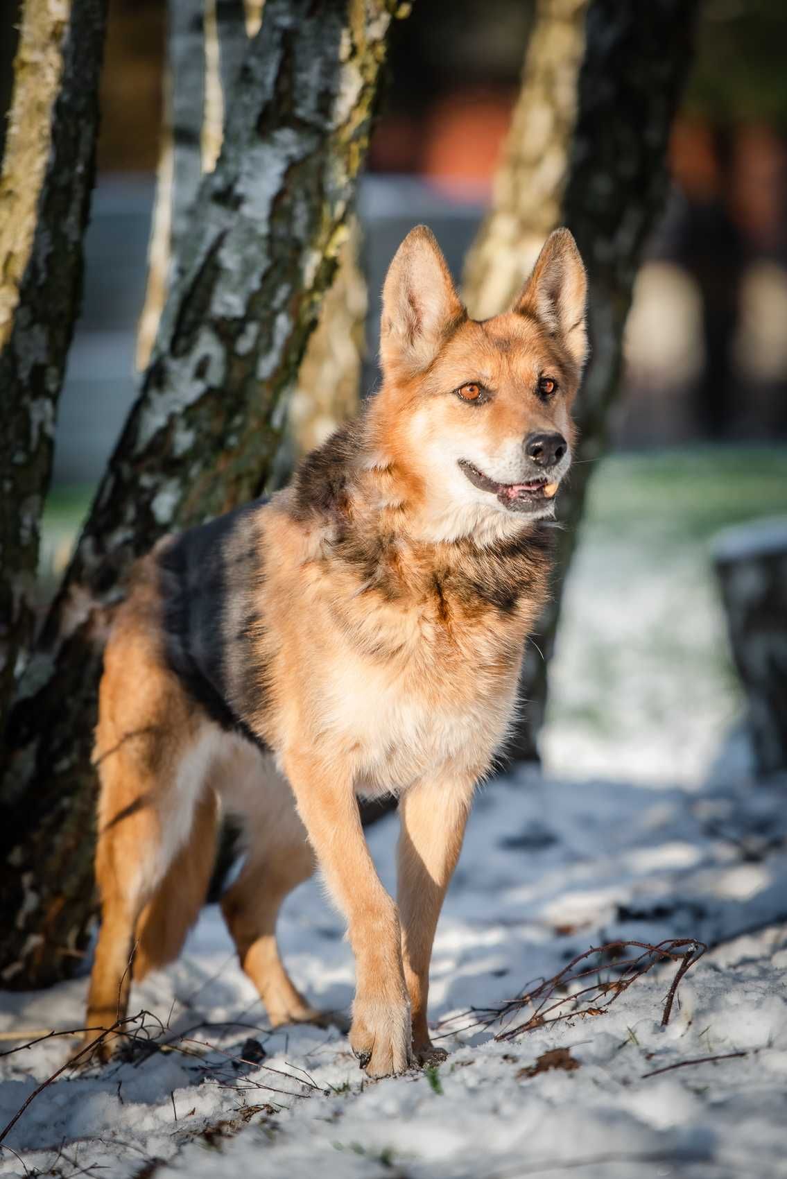 Mądra i piękna sunia szuka domu !! Do adopcji !!