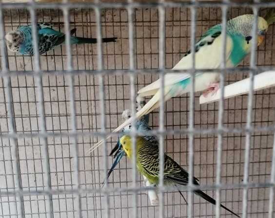 Periquitos novos criados em viveiro comunitário