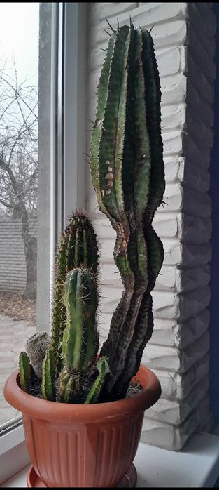 Кактуси колоновидні/сукуленти