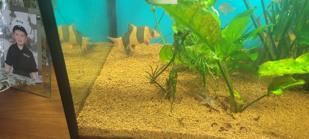 Akwarium prostokątne 112l