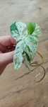 Epipremnum pinnatum marble variegata, philodendron cream splash i Rio