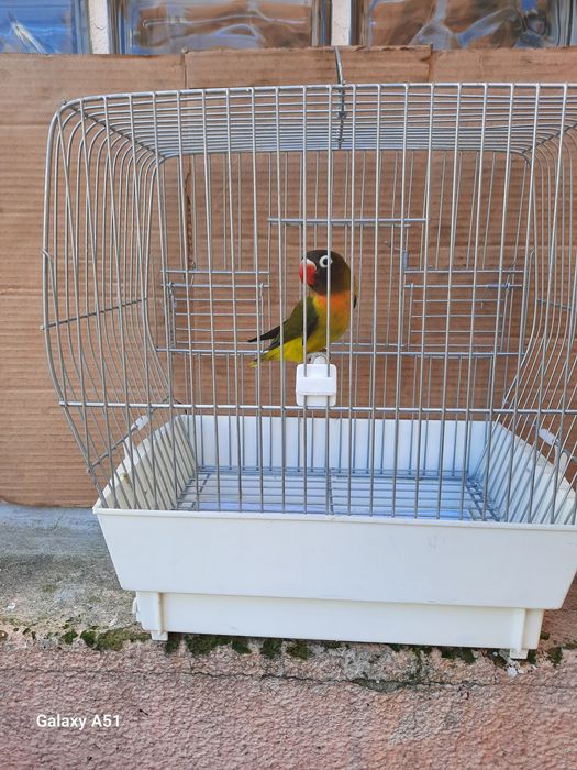 Agapornis Personata 2025 mais gaiola