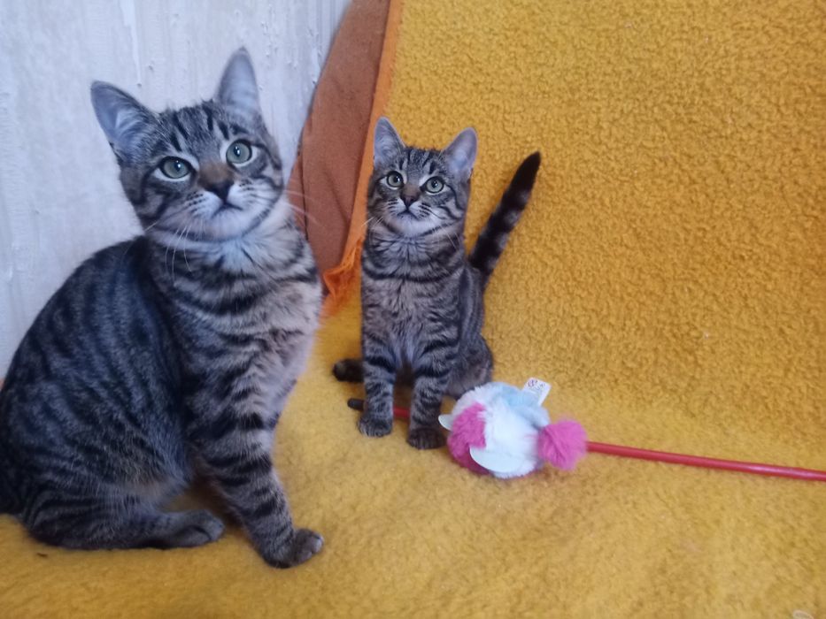 Полосатые котята мальчики табби ищут дом! Котенок в хорошие руки!