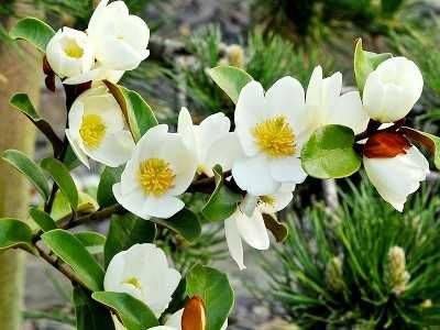 Magnolia wieczniezielona "Gail's Favourite", pachnąca!