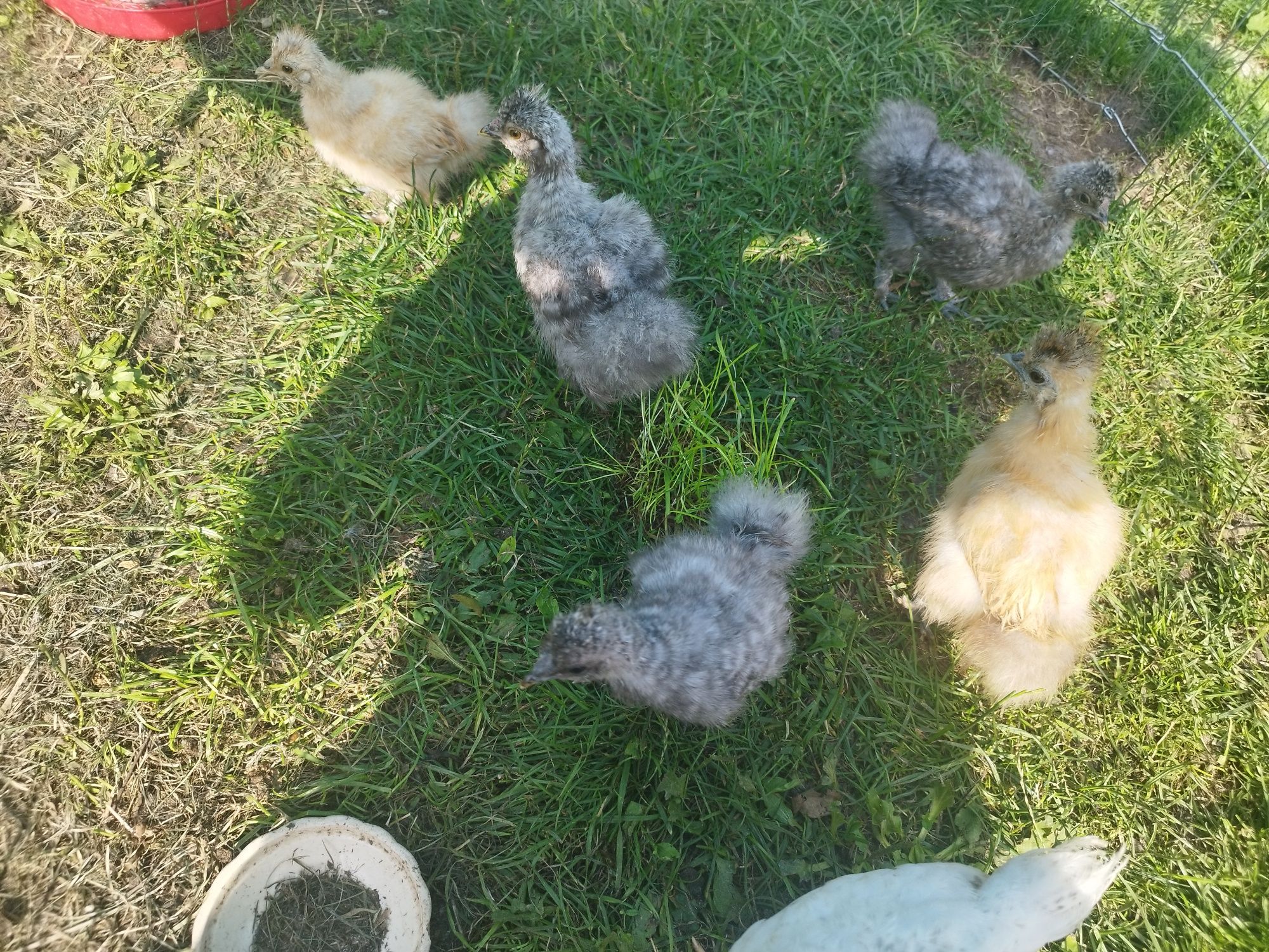 Pisklęta kury silki 5 sztuk