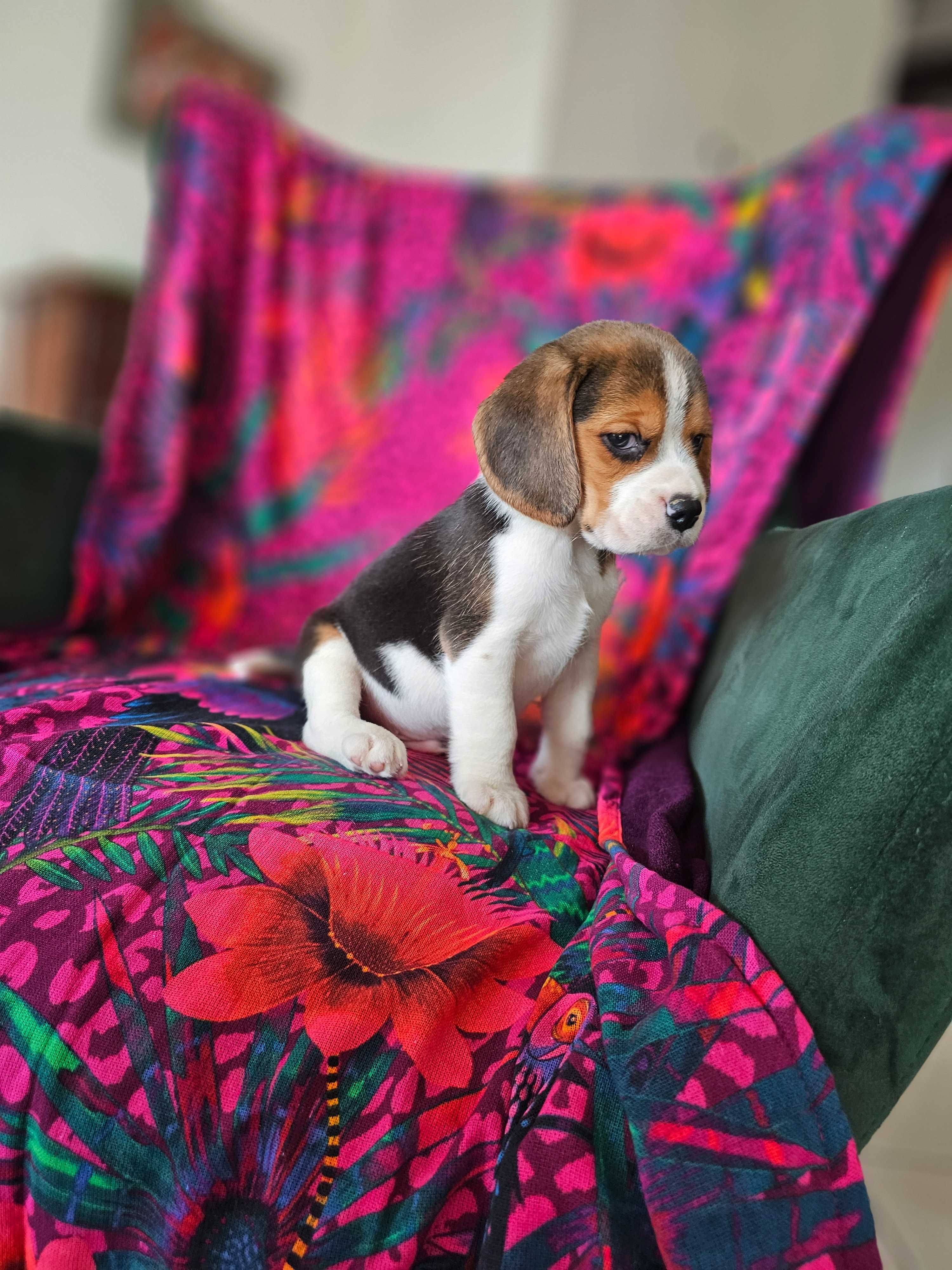 BEAGLE-piesek, ZKWP ,potencjał wystawowy