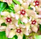 Hoya hoja buotii cięta