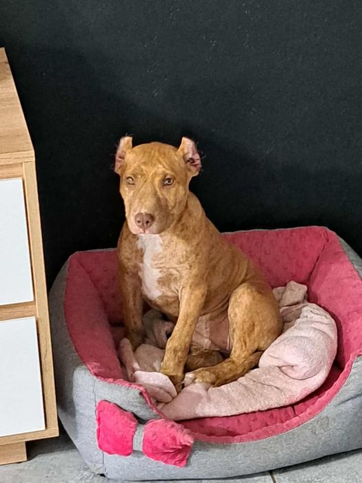 Suczka American Pit Bull Terrier