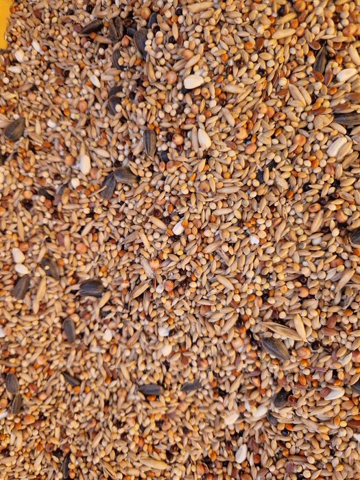 Karma dla Kanarków małej egzotyki papuga falista średnich proso świata