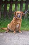 Fiona- cudowna 5 letnia suczka mix jamnik do adopcji