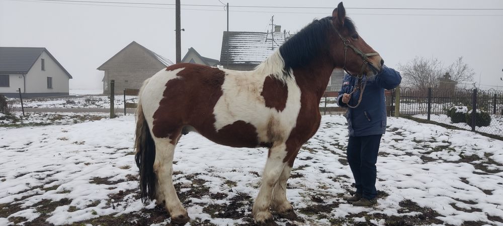 Klacz srokata ze źrebką