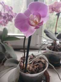 Розовая орхидея орха