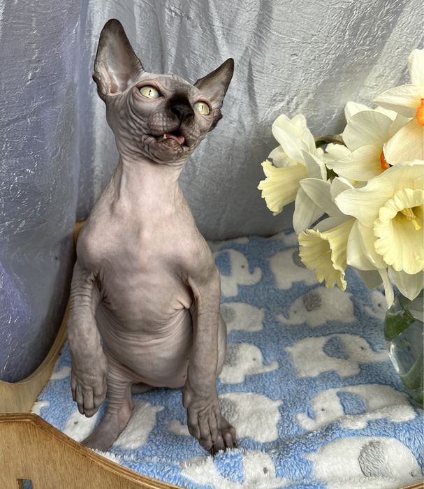 Канадський Сфінкс