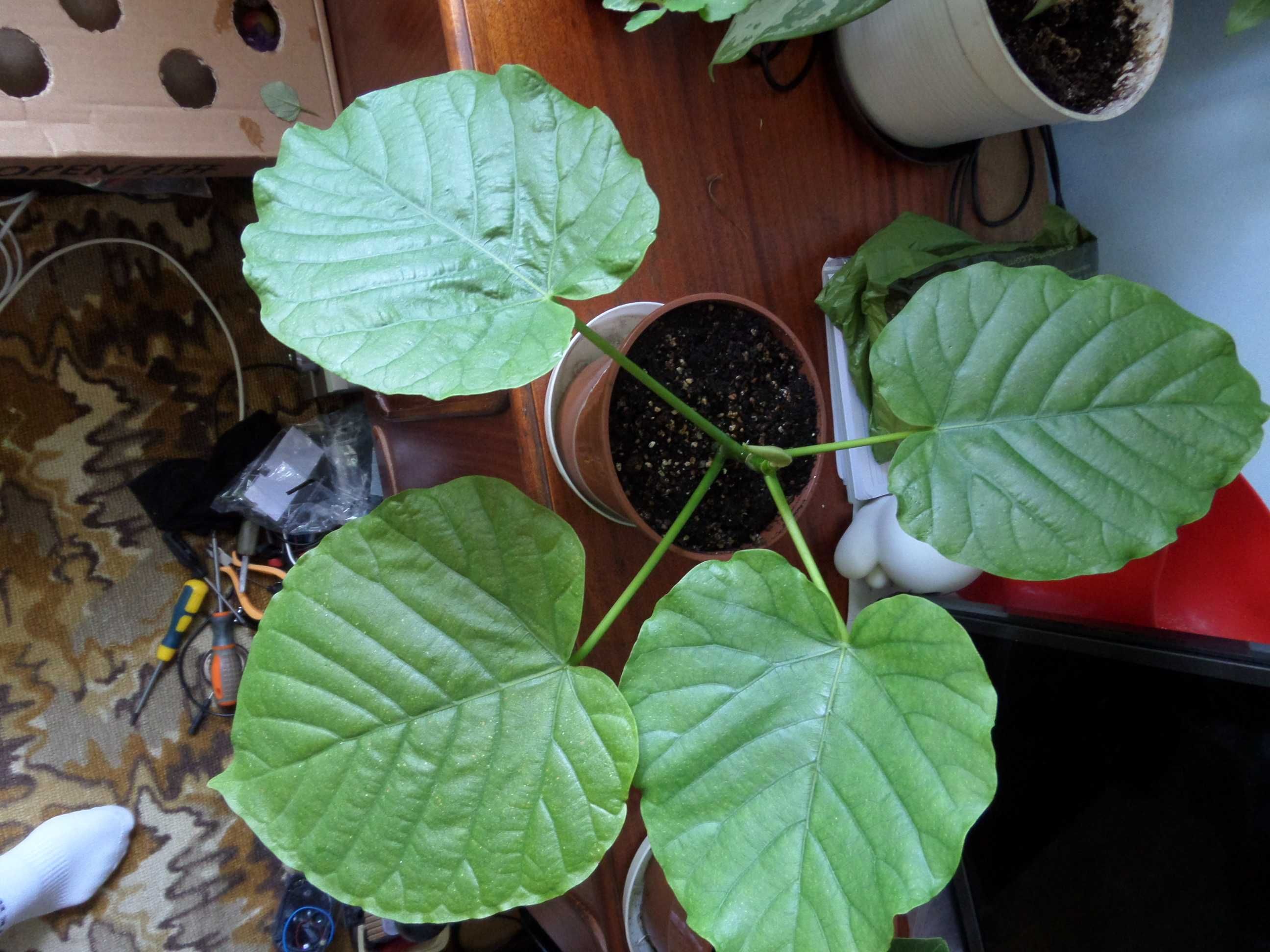 Фікус ficus umbellata