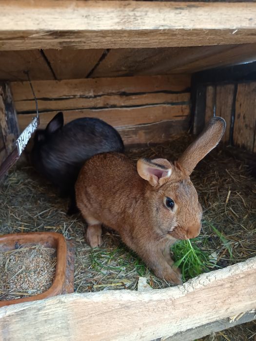 Króliki mieszańce mięsne