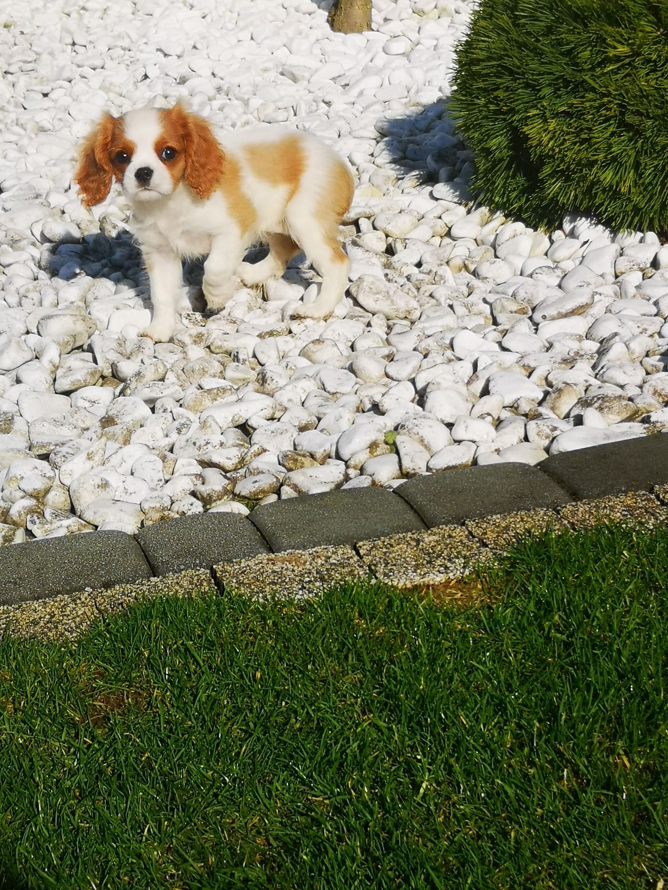 Cavalier King Charles spaniel - suczka gotowa do odbioru