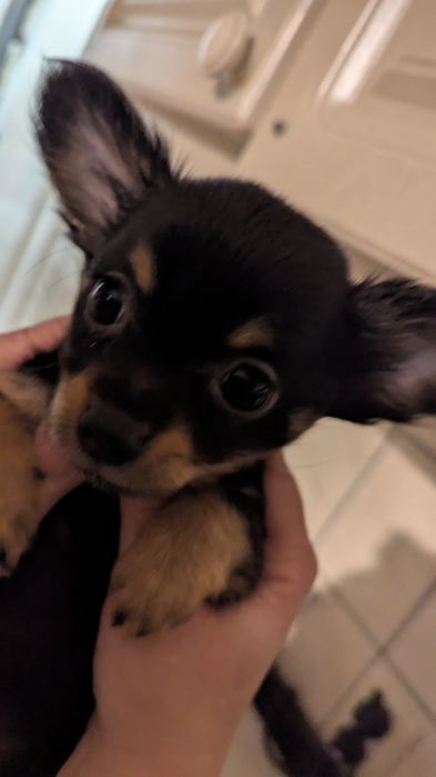 Suczka chihuahua długowłosa czarna przypalana Zapraszam do rezerwacji.