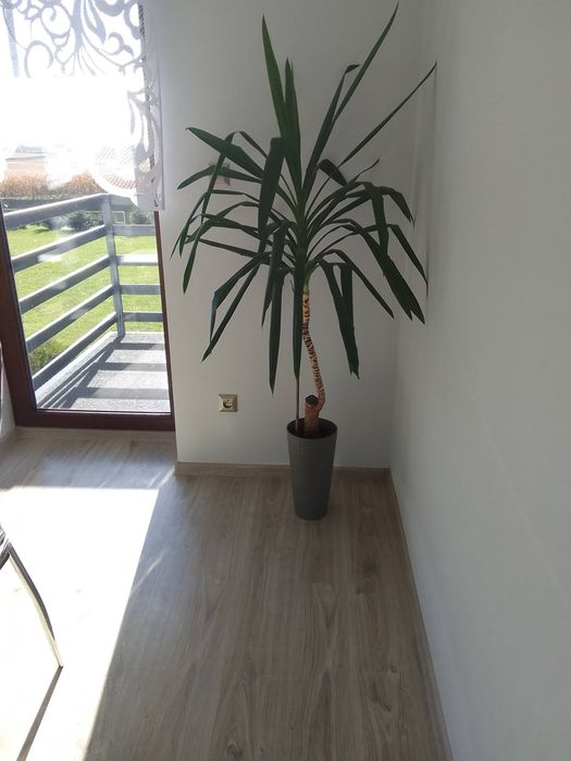 Duża yucca juka w donicy 180cm