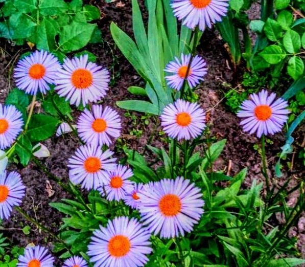 Саджанці лаванди,бересклета,ромашки та інших рослин