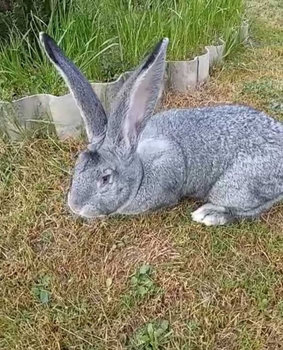 Самці, Європейська шиншила