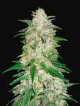 25szt Green Gelato Automat Nasiona marihuany Konopie indyjskie THC