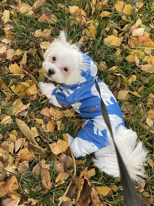 Продам собачку мальтезе 8 місяців