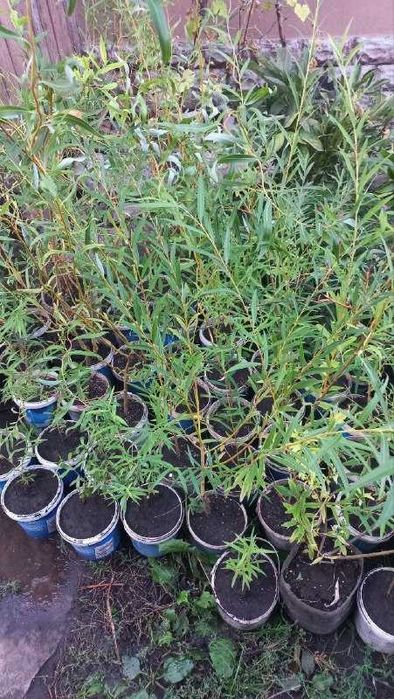 Продам  гибискусы, сосны,  форзицию,розмарин,ивы и  др  растения