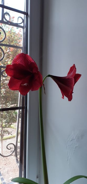 Амарилис красный .