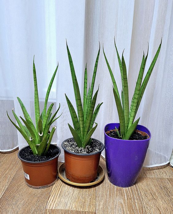 Сансенв'єрія Сильвер Мун Муншайн Сильвер паррот принцесс сансевієрія