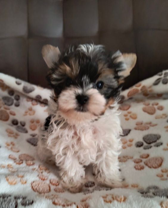 Śliczny malutki piesek Yorkshire Terrier Biewer Tricolor