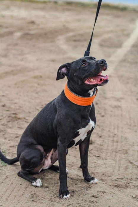 suczka pitbull do adopcji pit bull amstaff