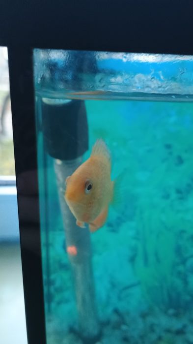 Zamienię pielęgnice gold