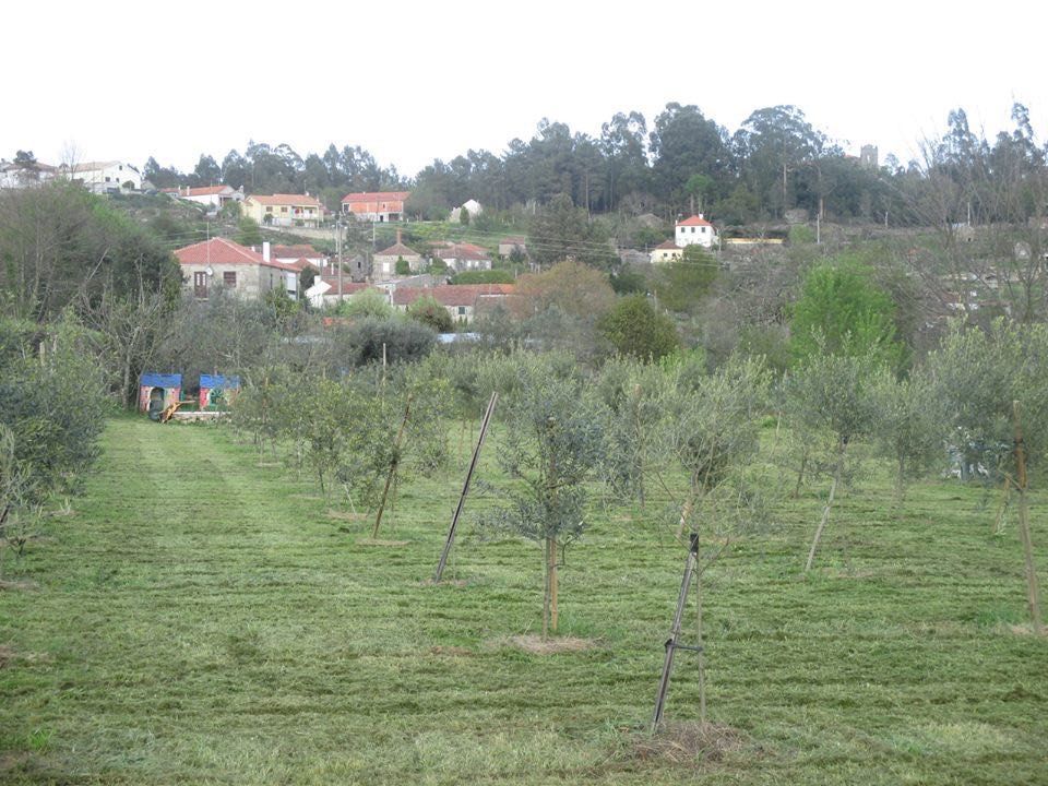 Terreno em cadastro de propriedade rustica em Freixo, Serrazes