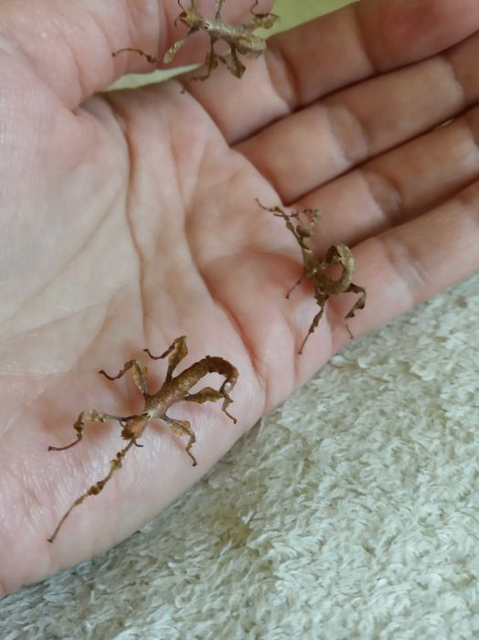 Палочники домашні тварини