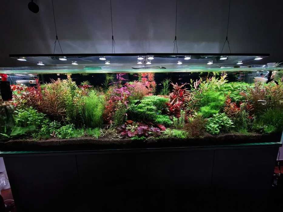 Rośliny akwariowe 16 gatunków - ponad 40szt