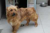 088992 Marcel do adopcji