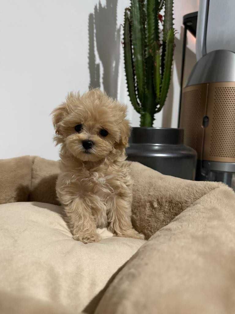 Maltipoo malutka sunia xxs karmelowa