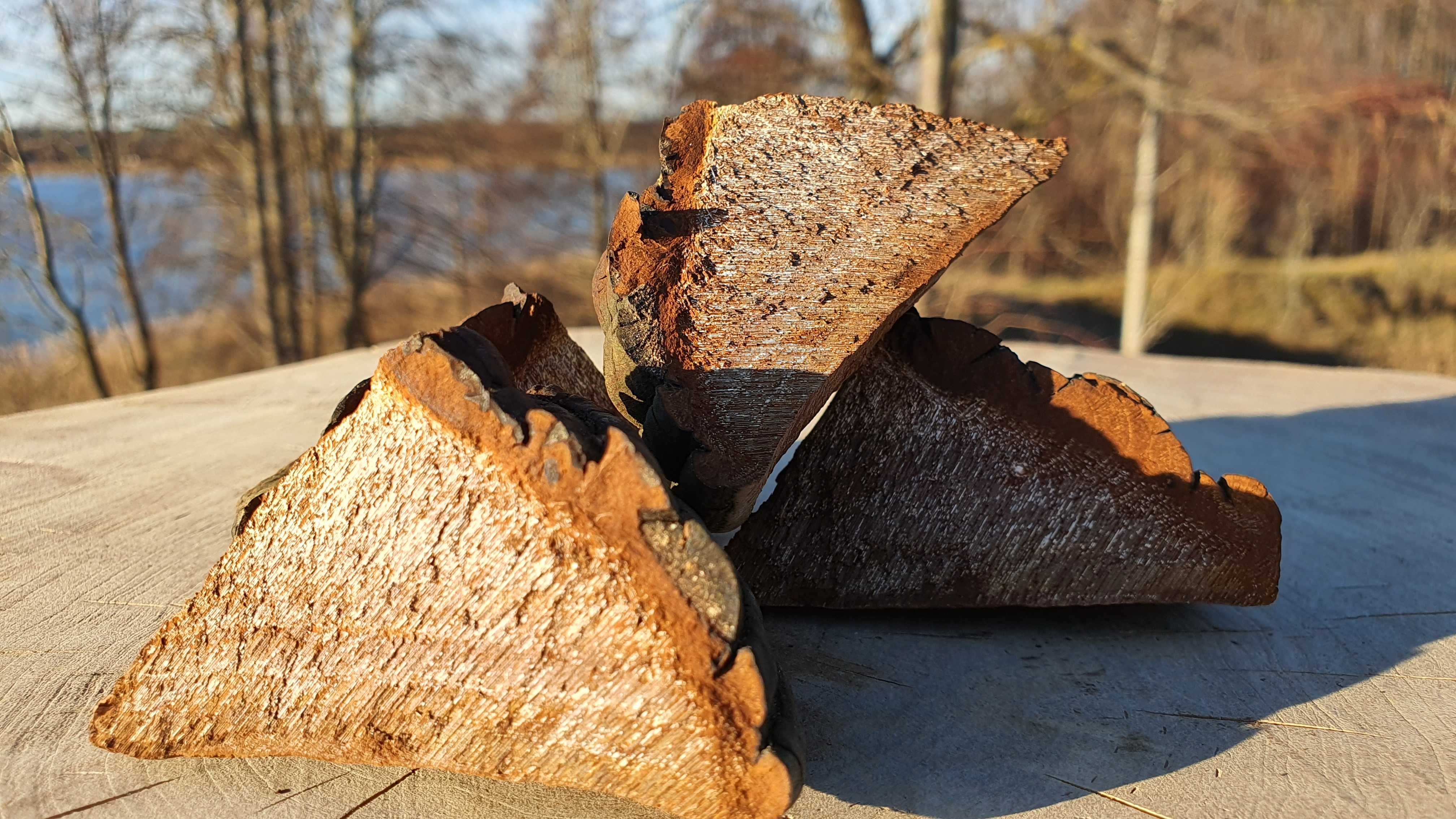 Czyreń ogniowy Phellinus igniarius