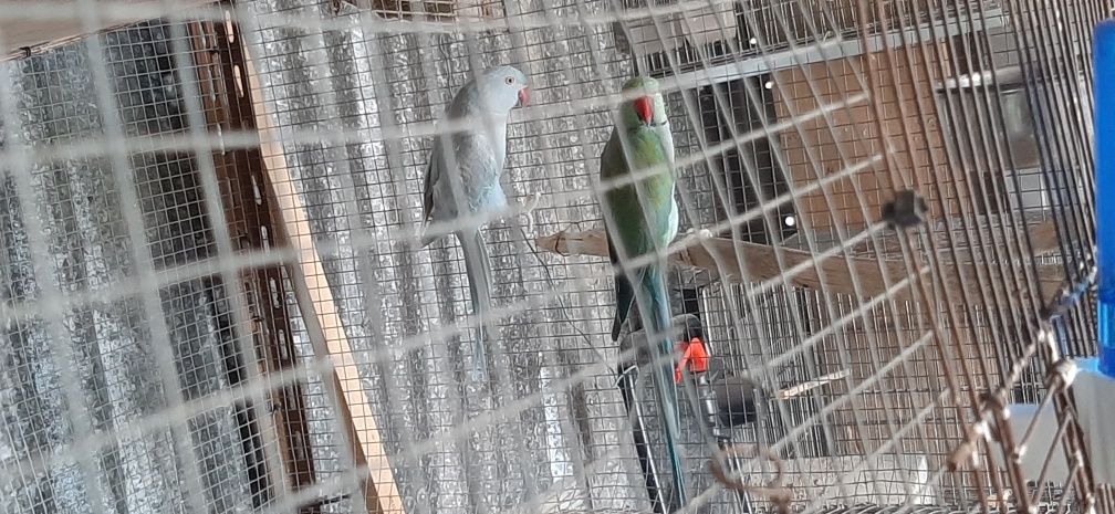 Ring necks 2019 casal