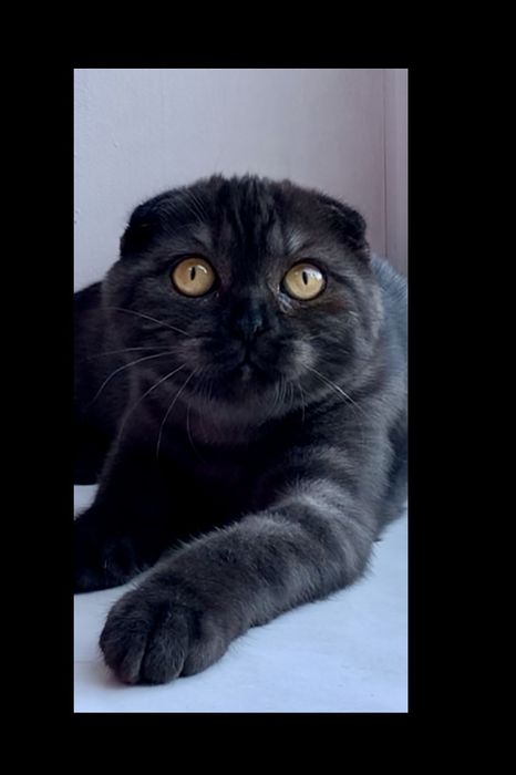 Шотландский вислоухий котик