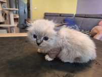 Ragdoll- dziewczynka seal point mitted lynx