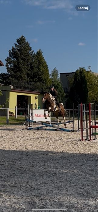 Wspóldzierzawa konia - wicher