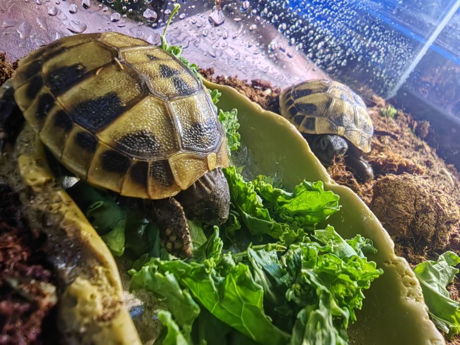 Piękne maluszki - Żółw hieroglifowy chiński - wodno lądo