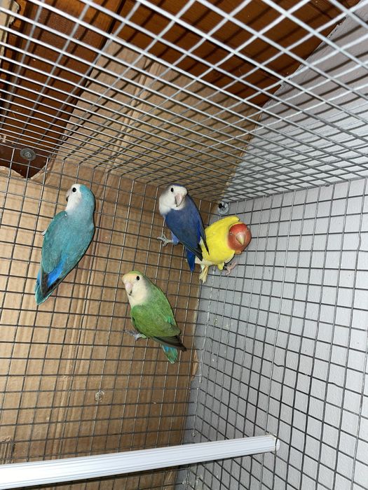 Agapornis roseicollis