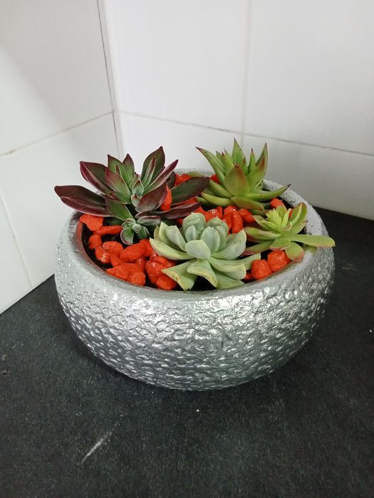 Arranjos de suculentas