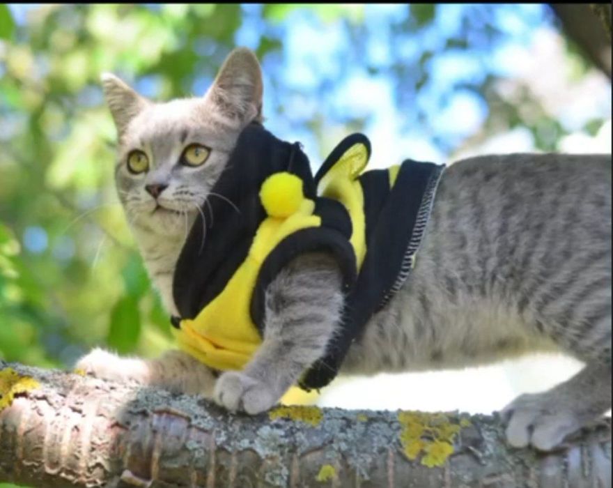 Кошенята породи манчкін, з коротенькими лапками