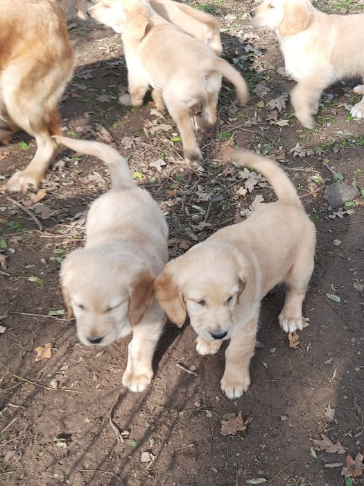 Suczka golden retriever z rodowodem