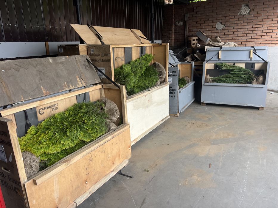 Туї, штамбові рослини, кипариси