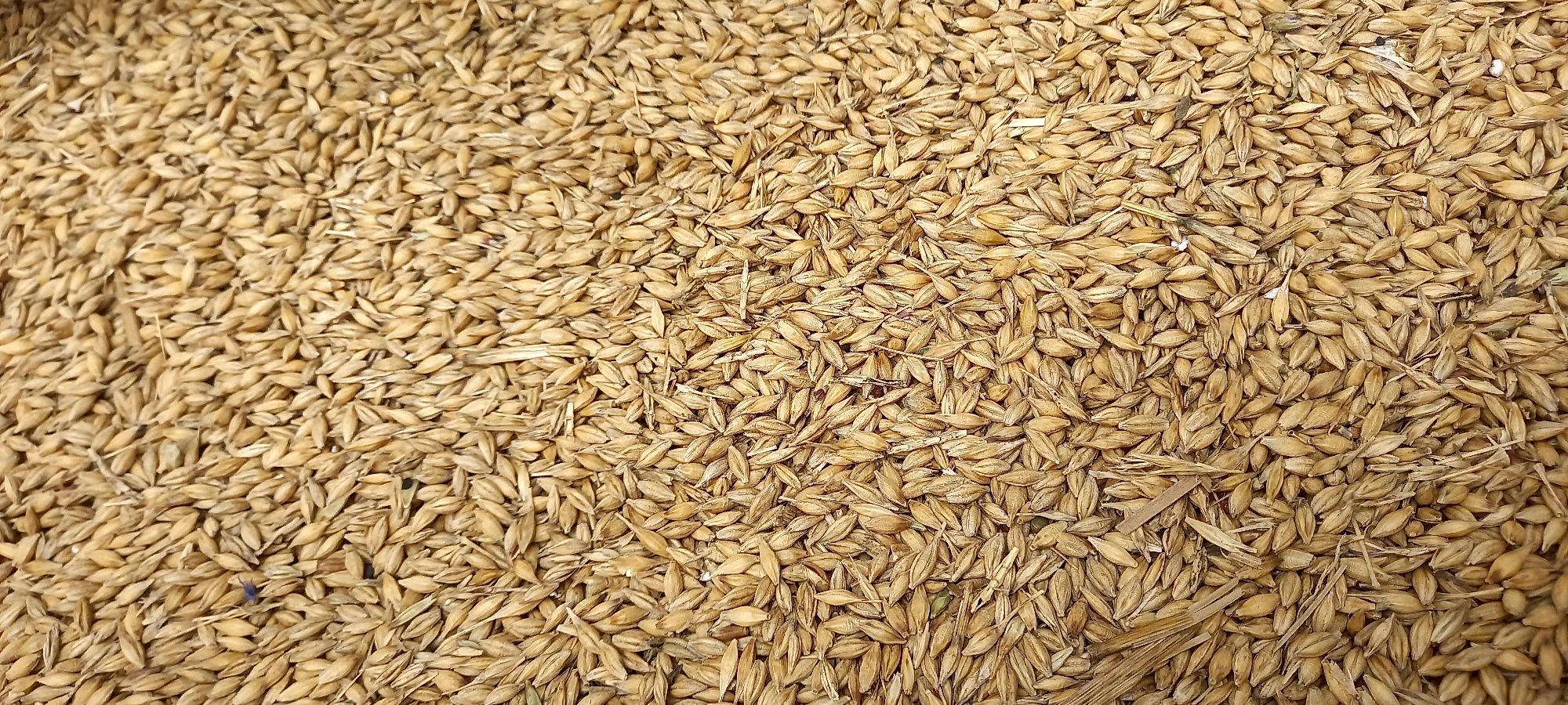 Jęczmień zimowy zboże