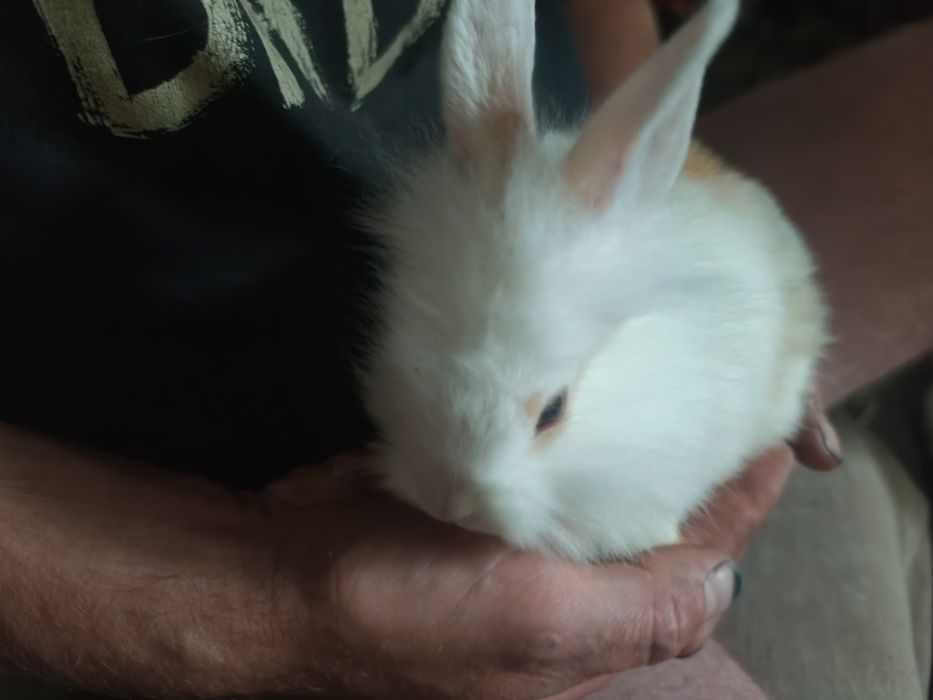 Miniatury króliczków angora karzełek Tedy
